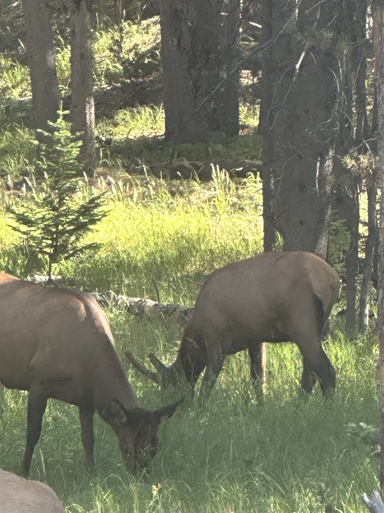 Yellowstone And Grand Teton National Parks - Image 1475